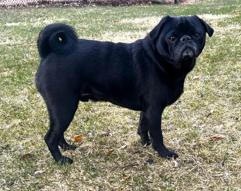 A Pug