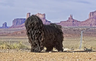 A Puli