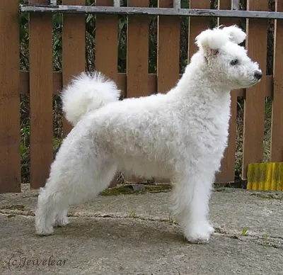 A Pumi