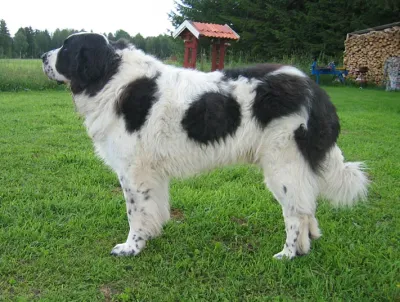 A Pyrenean Mastiff