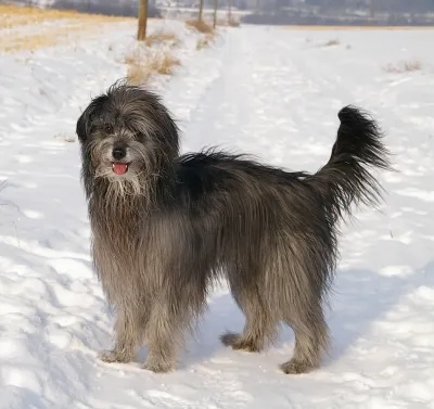 A Pyrenean Shepherd