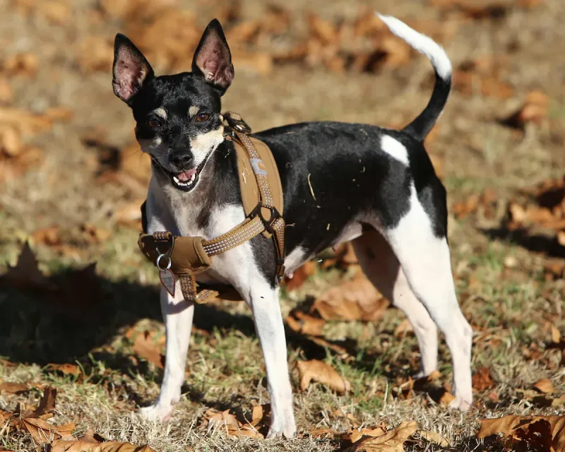 A Rat Terrier