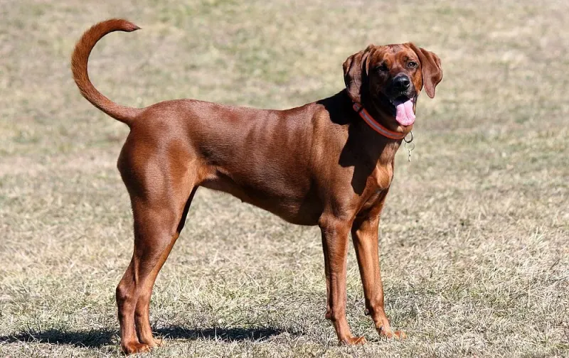 A Redbone Coonhound