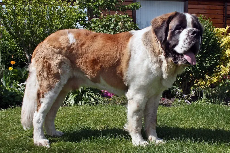 A Saint Bernard