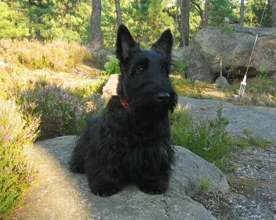 A Scottish Terrier