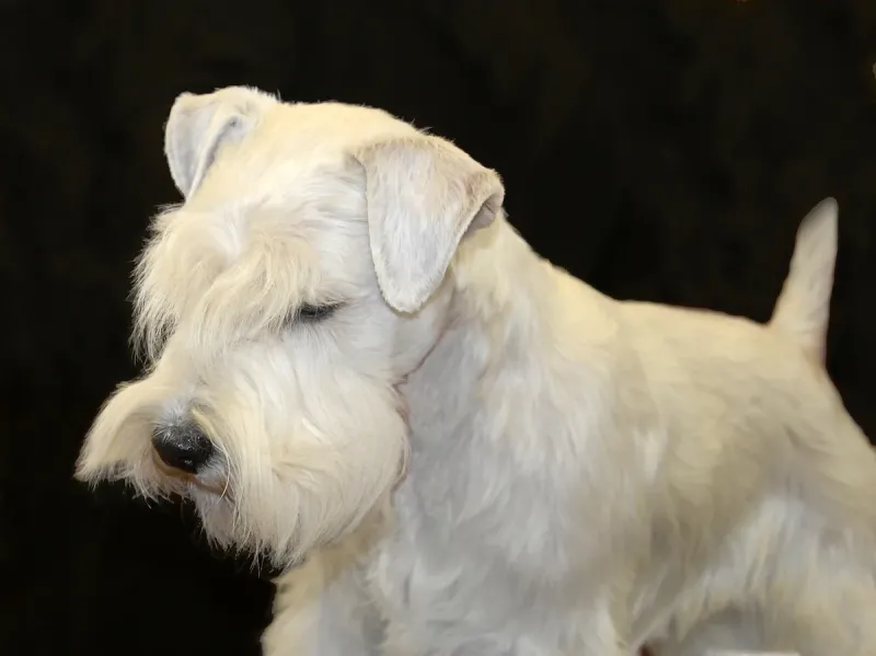 A Sealyham Terrier