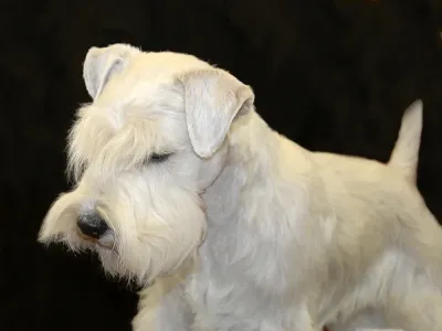 A Sealyham Terrier