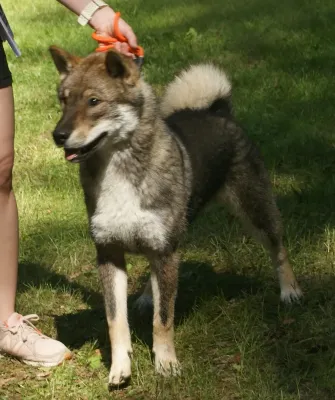 A Shikoku