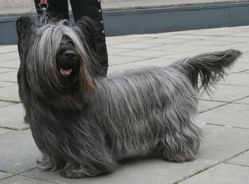 A Skye Terrier