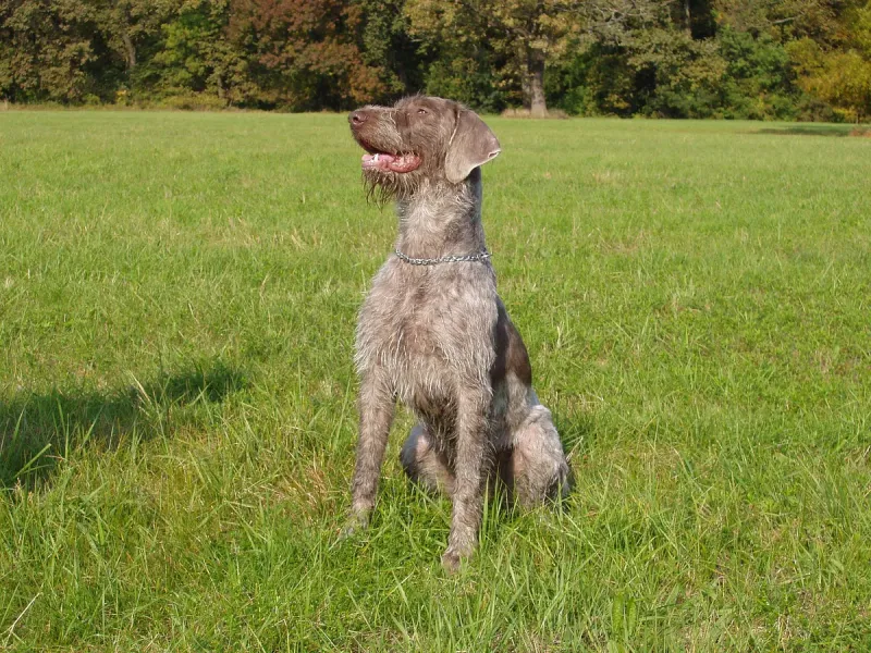 A Slovakian Wirehaired Pointer