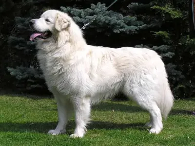 A Slovensky Cuvac