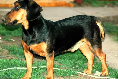 A Slovensky Kopov