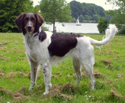 A Small Munsterlander