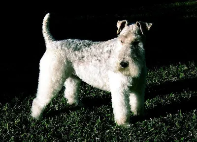 A Smooth Fox Terrier