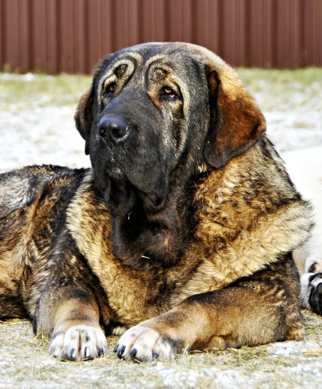A Spanish Mastiff