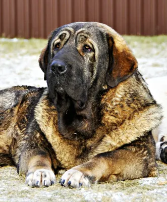 A Spanish Mastiff