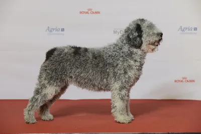 A Spanish Water Dog