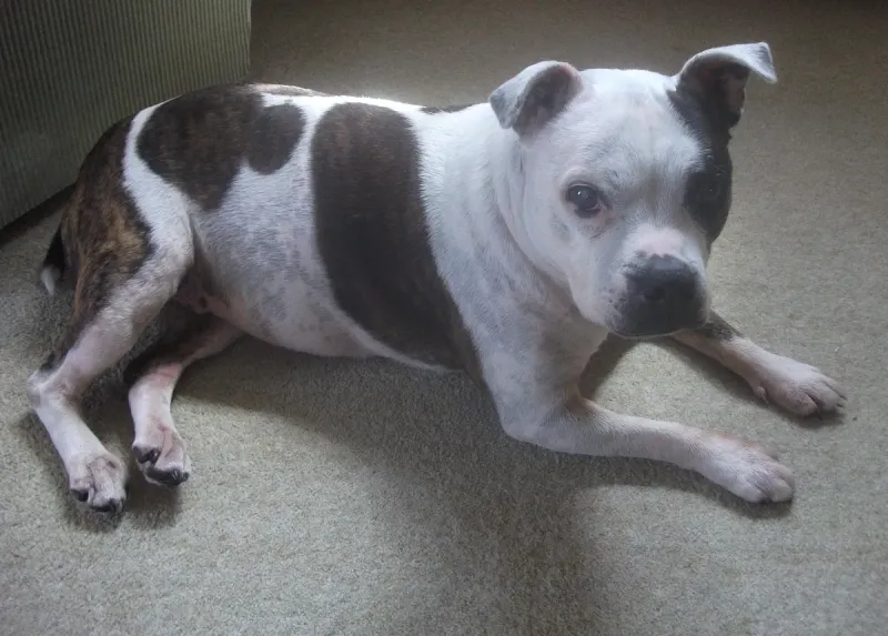 A Staffordshire Bull Terrier