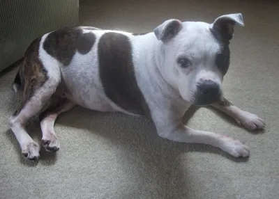 A Staffordshire Bull Terrier