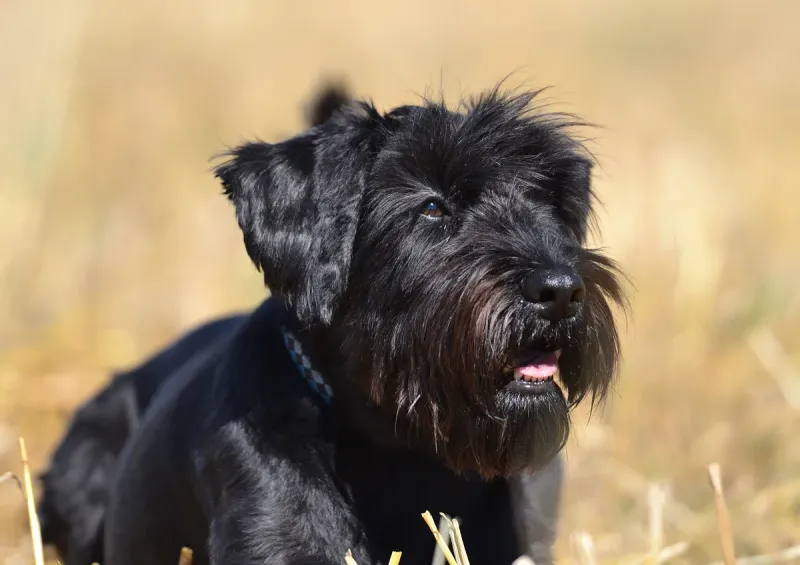 A Standard Schnauzer
