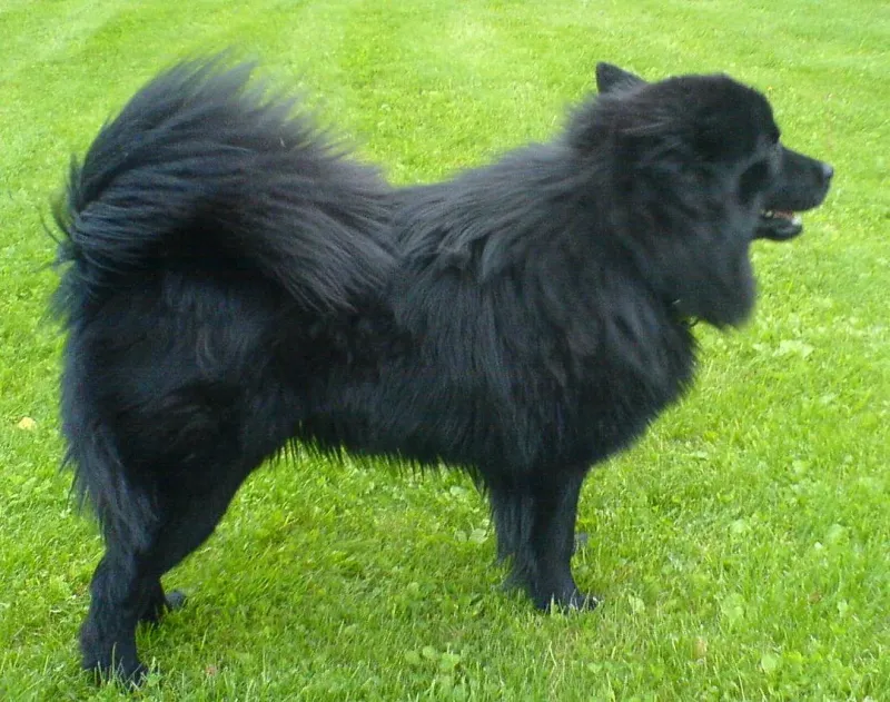 A Swedish Lapphund