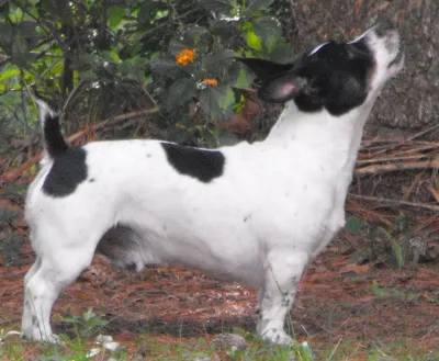 A Teddy Roosevelt Terrier