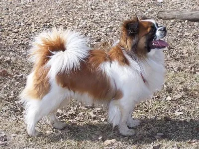 A Tibetan Spaniel