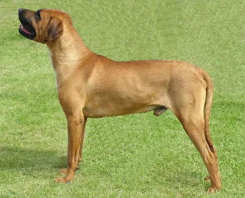 A Tosa