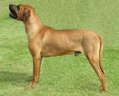 A Tosa