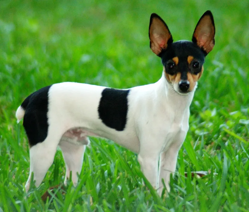 A Toy Fox Terrier