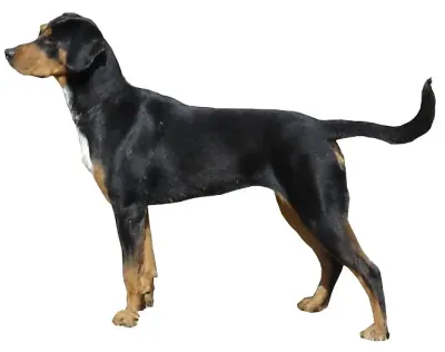A Transylvanian Hound