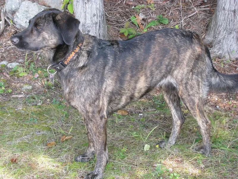 A Treeing Tennessee Brindle