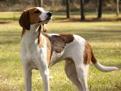A Treeing Walker Coonhound