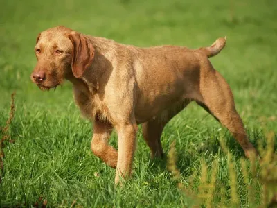 A Vizsla