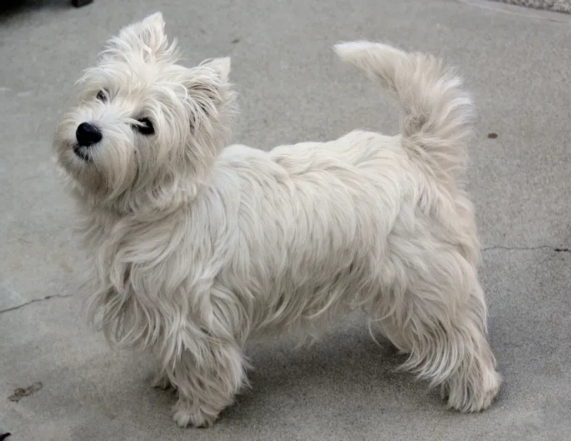 A West Highland White Terrier