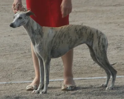 A Whippet
