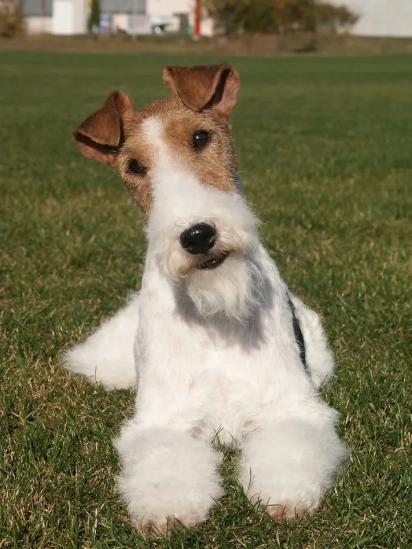 A Wire Fox Terrier