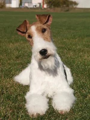 A Wire Fox Terrier