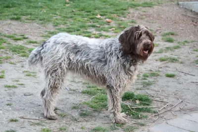 A Wirehaired Pointing Griffon