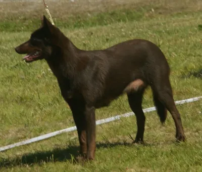 A Working Kelpie