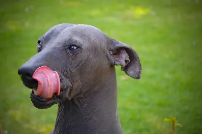 A Xoloitzcuintli