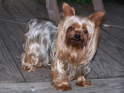 A Yorkshire Terrier